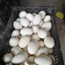鲜鹅蛋散养放生鹅蛋大鹅蛋农家散养放生鹅蛋