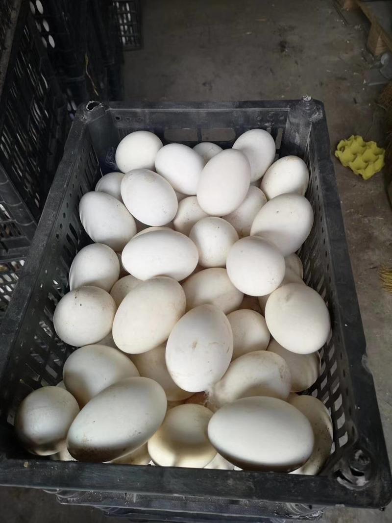 鲜鹅蛋散养放生鹅蛋大鹅蛋农家散养放生鹅蛋