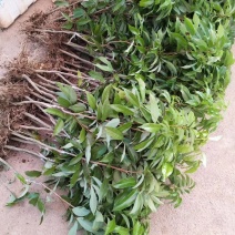 荔枝苗嫁接苗盆栽阳台桂味糯米糍荔枝苗树南方种植无核荔枝树