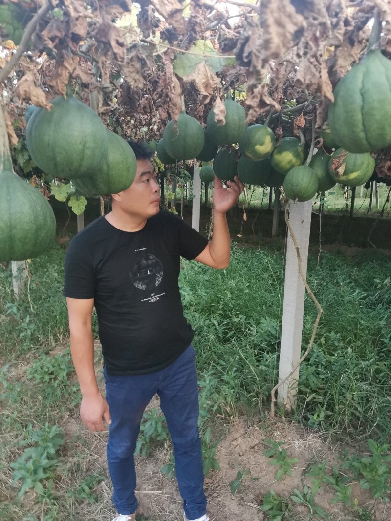 瓜蒌苗，保质保量，技术服务包回收，欢迎来电咨询订购