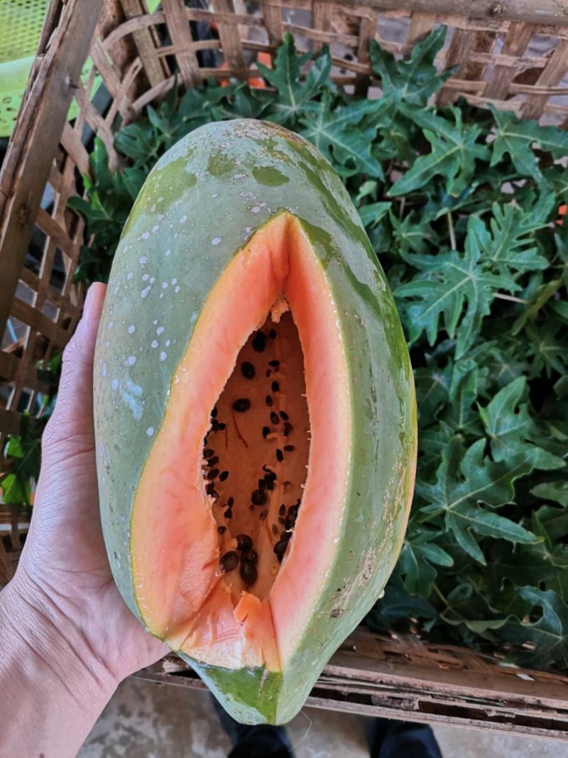 四季结果木苗红肉水果木瓜苗矮化大果木瓜苗当年结果带土包邮