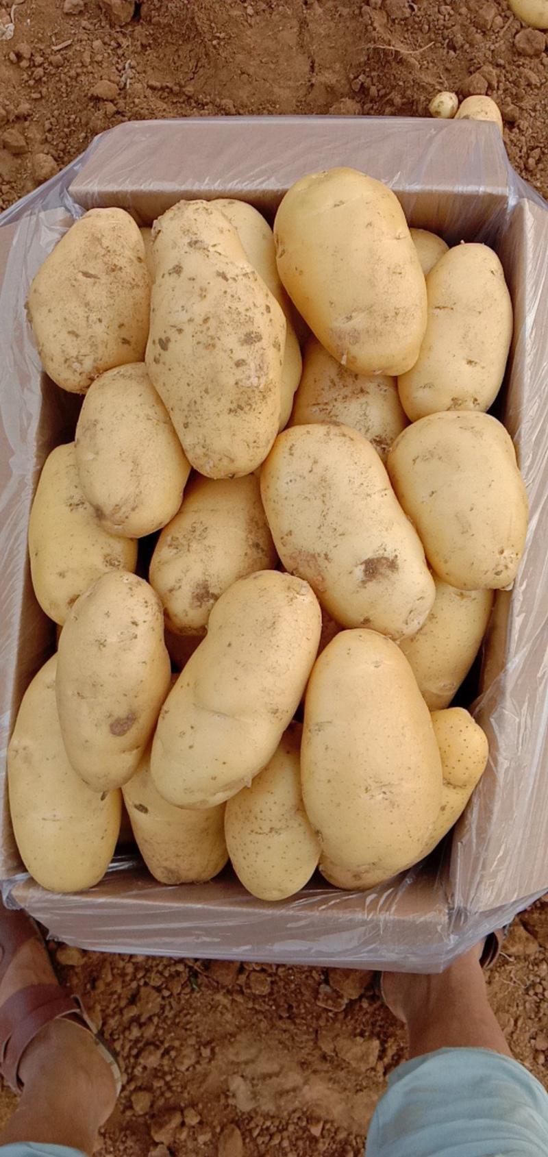 山东滕州2024年精品荷兰十五黄皮黄心土豆通货精品。