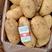 山东滕州2024年精品荷兰十五黄皮黄心土豆通货精品。
