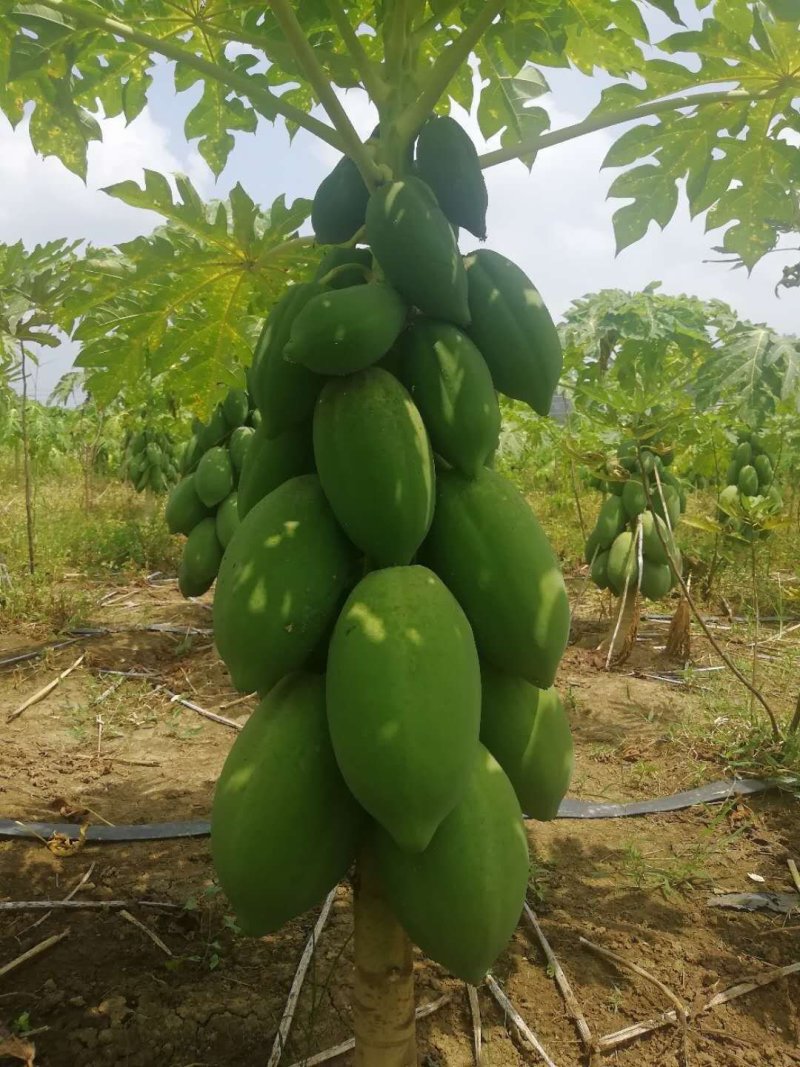 木瓜苗大青红肉水果木瓜树苗营养杯苗当年结果