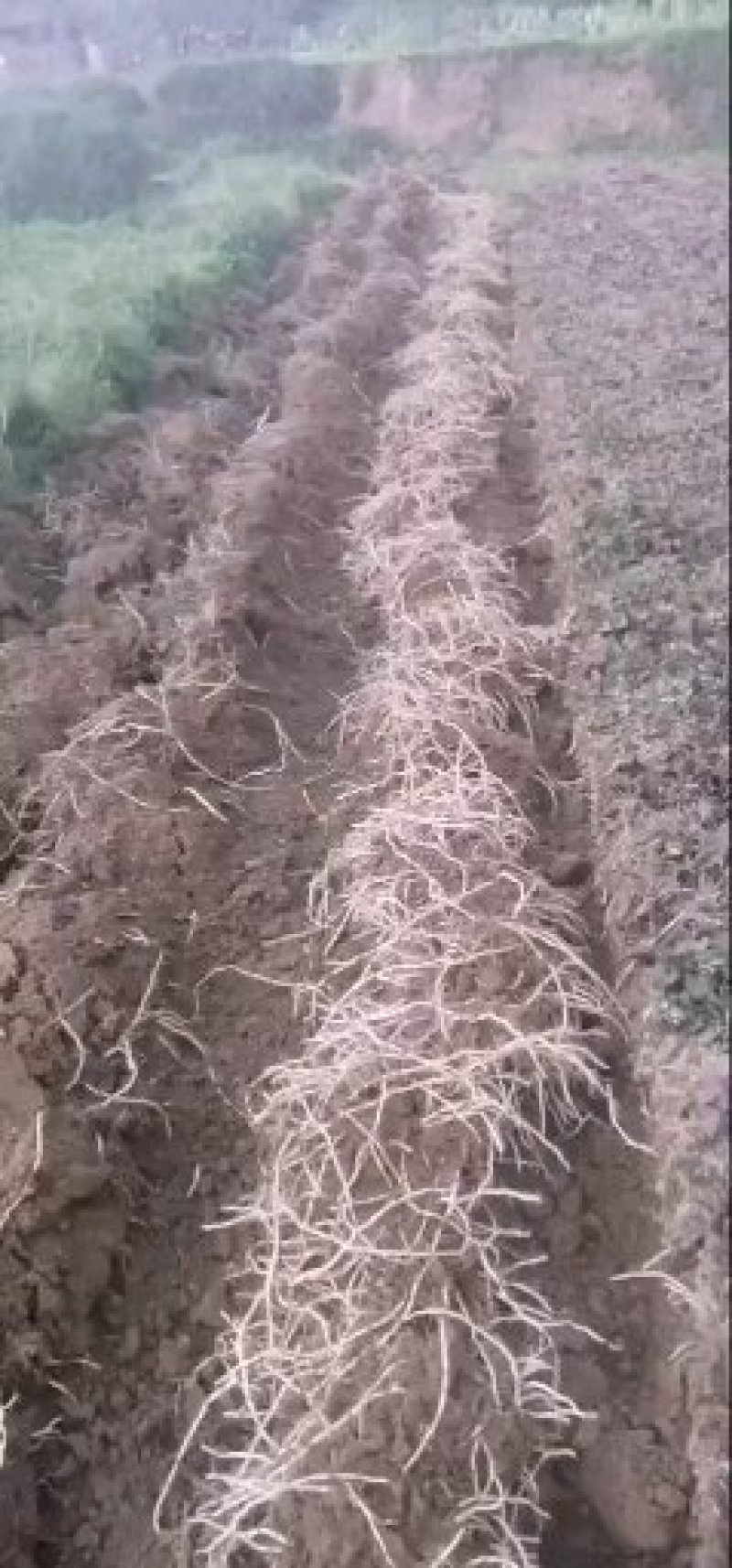 白经