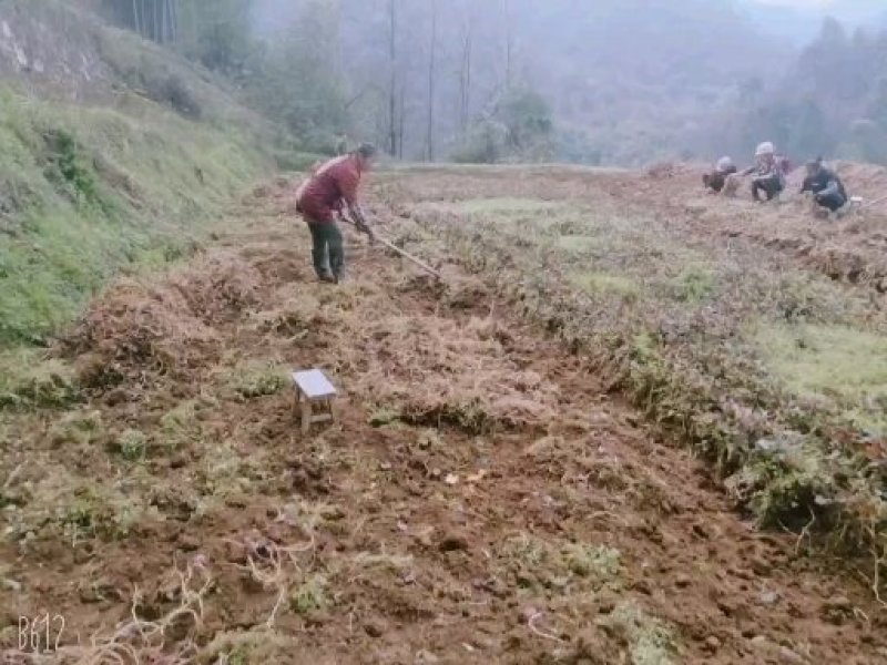 白经