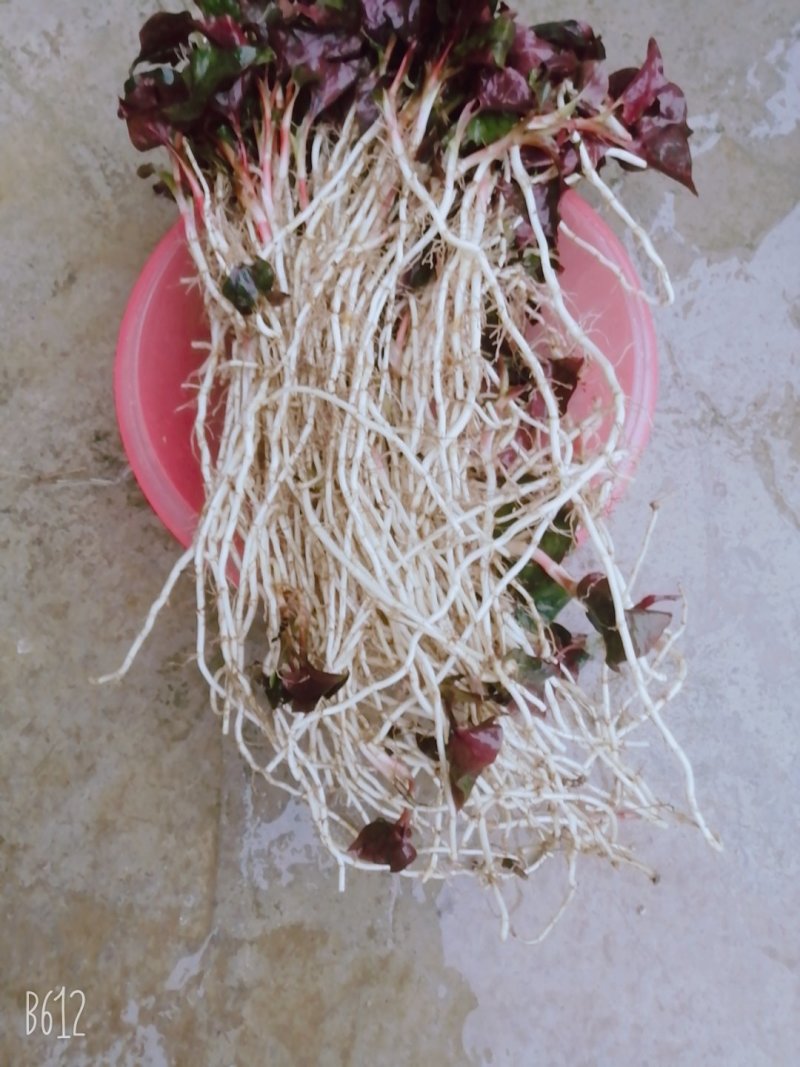 白经