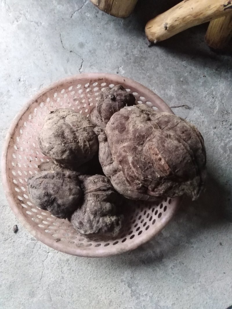 何首乌