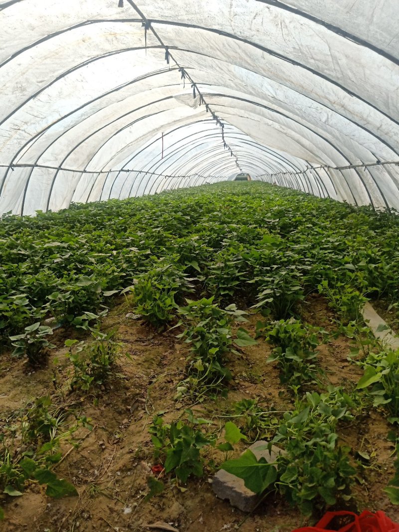 红薯苗西瓜红19龙九