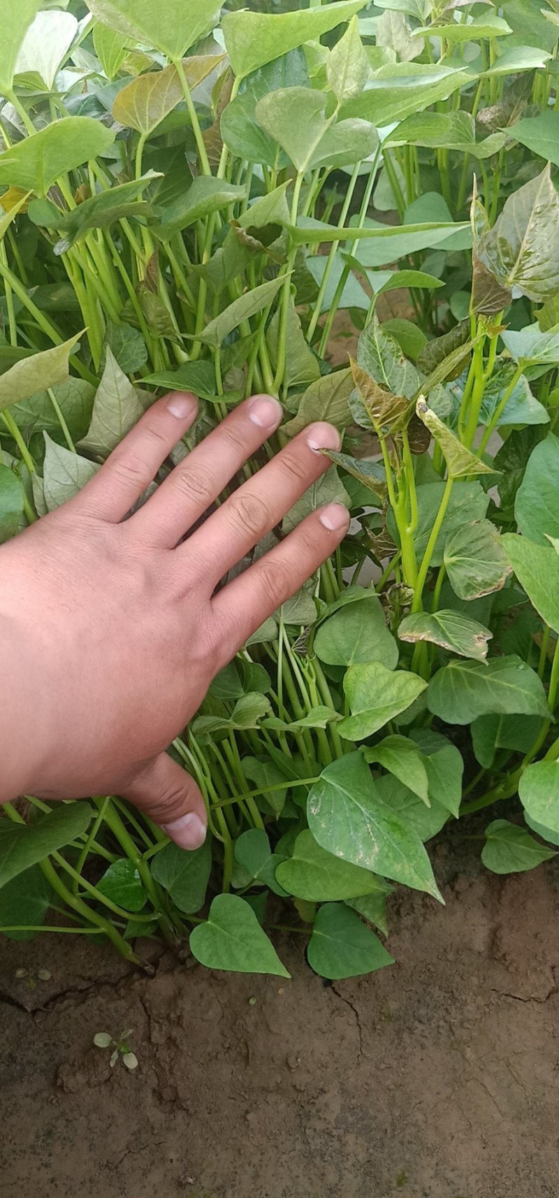 红薯苗西瓜红19龙九