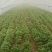 红薯苗西瓜红19龙九