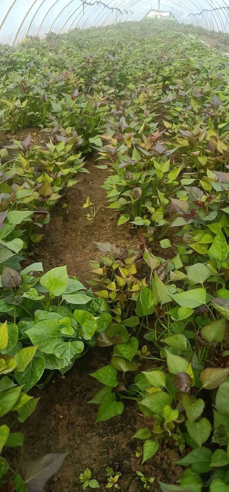 红薯苗西瓜红19龙九