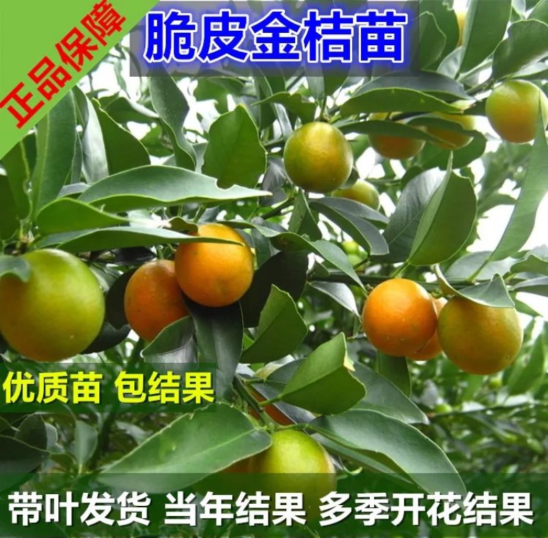 金桔苗盆栽地栽户外阳台嫁接特大可食用四季带果无籽脆皮金橘