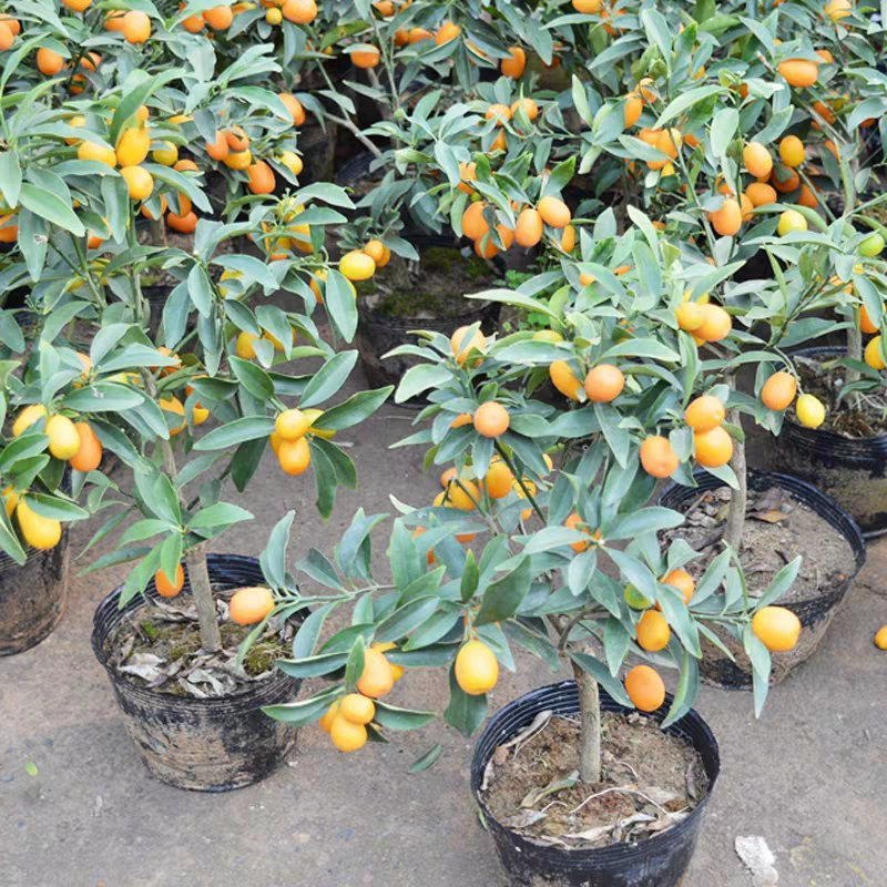 金桔苗盆栽地栽户外阳台嫁接特大可食用四季带果无籽脆皮金橘