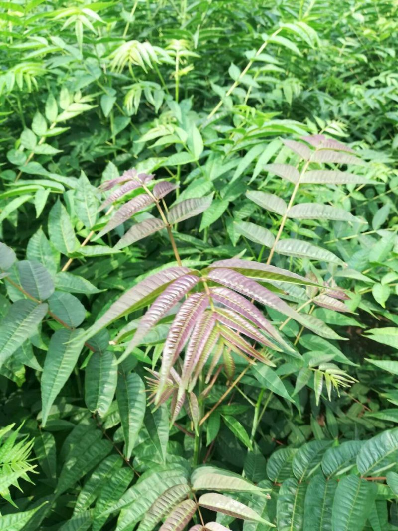 矮化红油香椿苗：新品种：品质上等：食用味强：香味食足