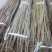 矮化红油香椿苗：新品种：品质上等：食用味强：香味食足