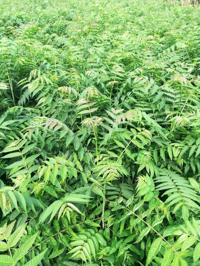 矮化红油香椿苗：新品种：品质上等：食用味强：香味食足