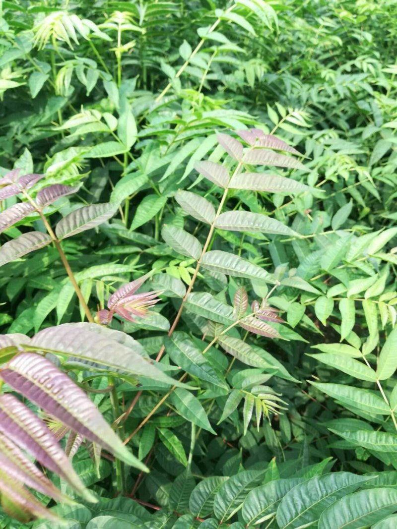 矮化红油香椿苗：新品种：品质上等：食用味强：香味食足