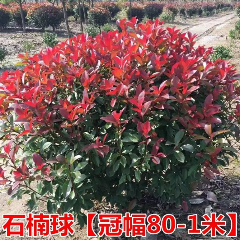 红叶石楠球树苗庭院户外工程隔离绿化带种植火焰红球
