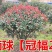 红叶石楠球树苗庭院户外工程隔离绿化带种植火焰红球