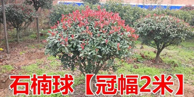 红叶石楠球树苗庭院户外工程隔离绿化带种植火焰红球