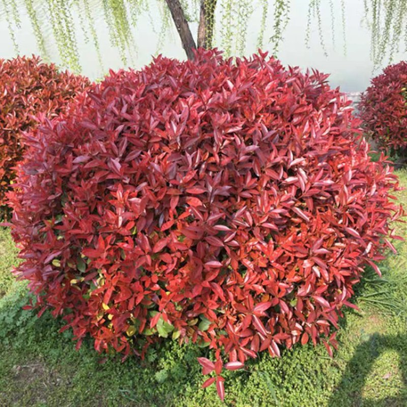 红叶石楠球树苗庭院户外工程隔离绿化带种植火焰红球