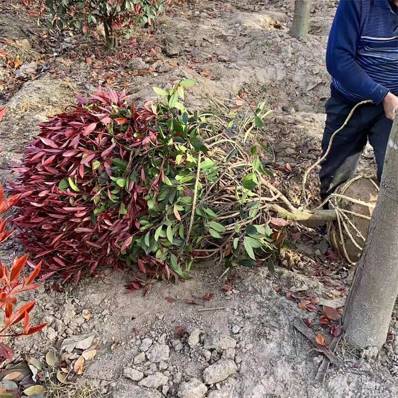 红叶石楠球树苗庭院户外工程隔离绿化带种植火焰红球