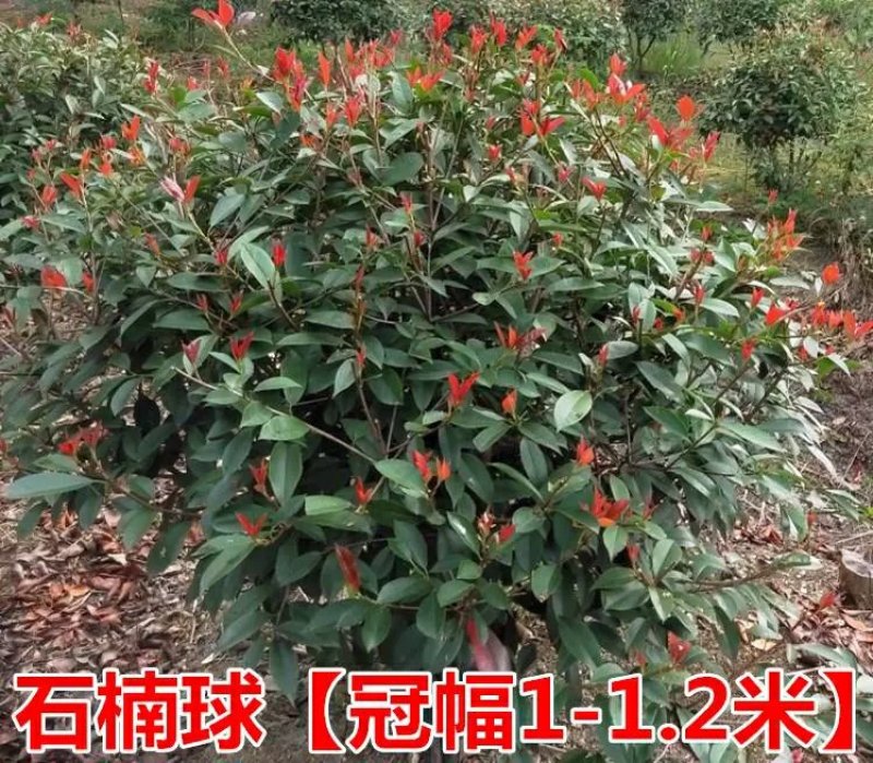 红叶石楠球树苗庭院户外工程隔离绿化带种植火焰红球