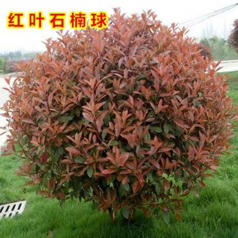 红叶石楠球树苗庭院户外工程隔离绿化带种植火焰红球