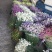 云南勿忘我云南十八怪鲜花论斤卖展会热销鲜花称斤模式包邮
