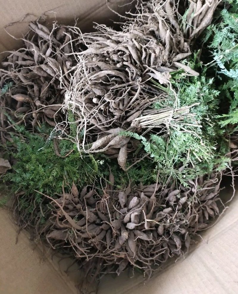 优质良种大天冬苗(天门冬苗