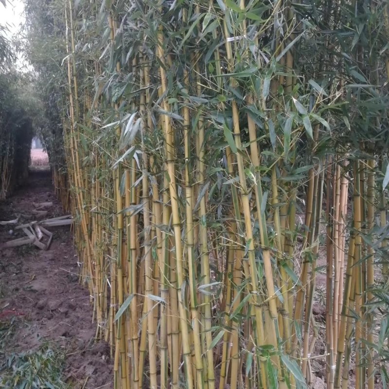 黄金竹，金镶玉，用途工程和绿化