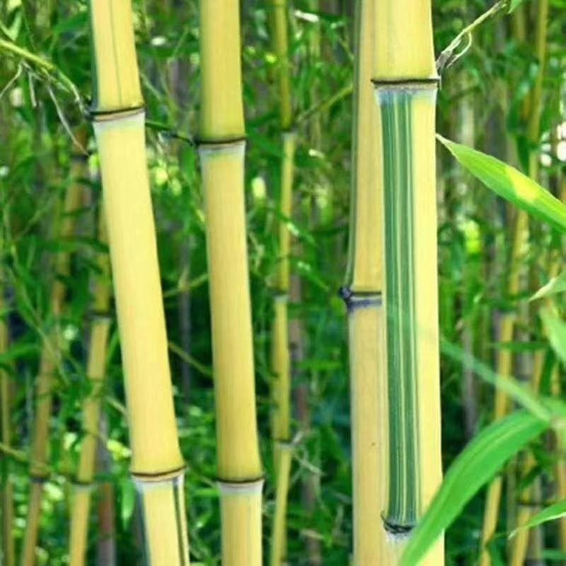 黄金竹，金镶玉，用途工程和绿化