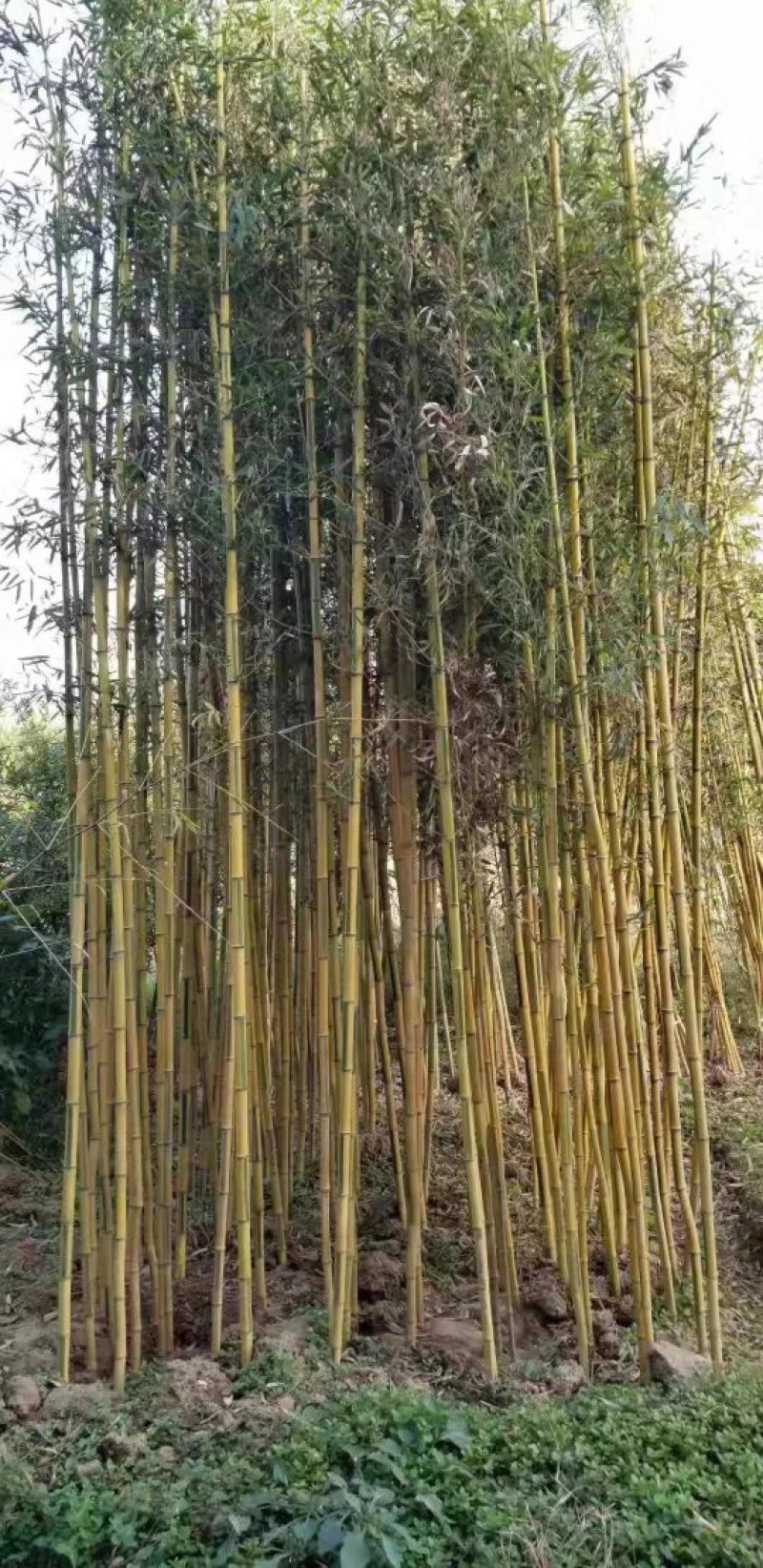 黄金竹，金镶玉，用途工程和绿化