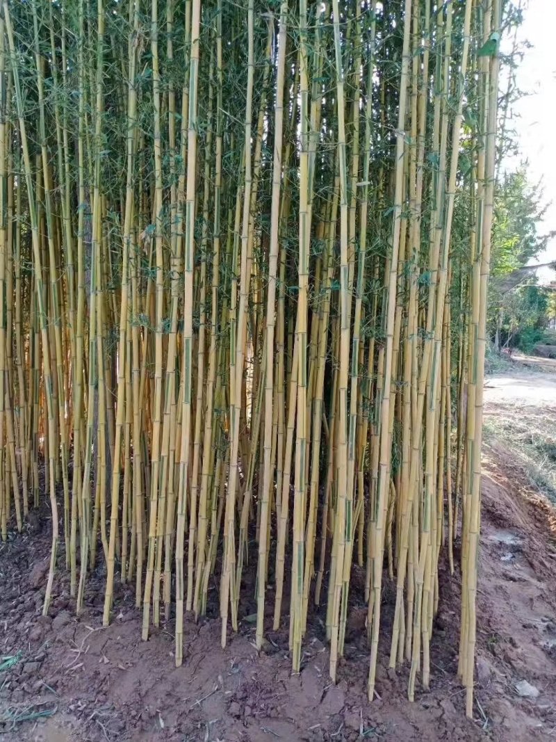 黄金竹，金镶玉，用途工程和绿化