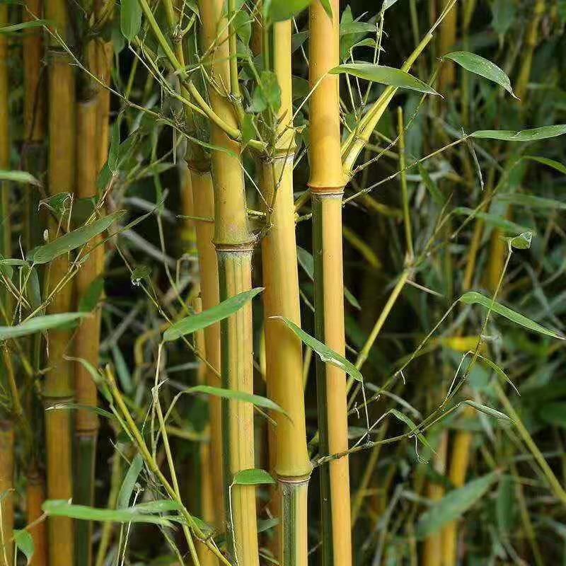 黄金竹，金镶玉，用途工程和绿化