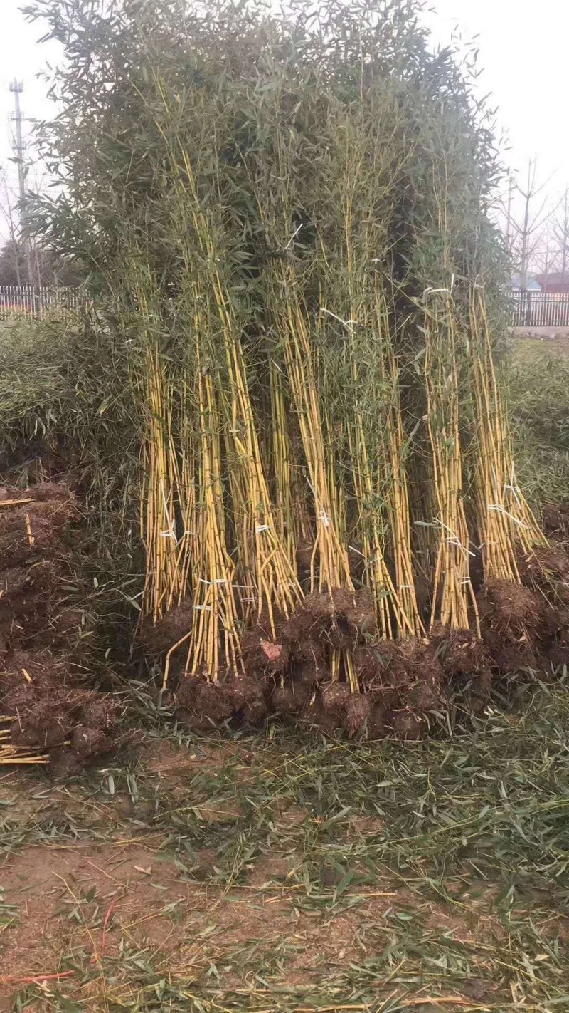 黄金竹，金镶玉，用途工程和绿化