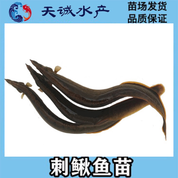 广东优质剌鳅鱼苗芝麻钜鱼苗刀鳅鱼苗石锥鱼苗钢鳅鱼苗