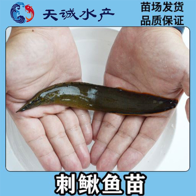 广东优质剌鳅鱼苗芝麻钜鱼苗刀鳅鱼苗石锥鱼苗钢鳅鱼苗