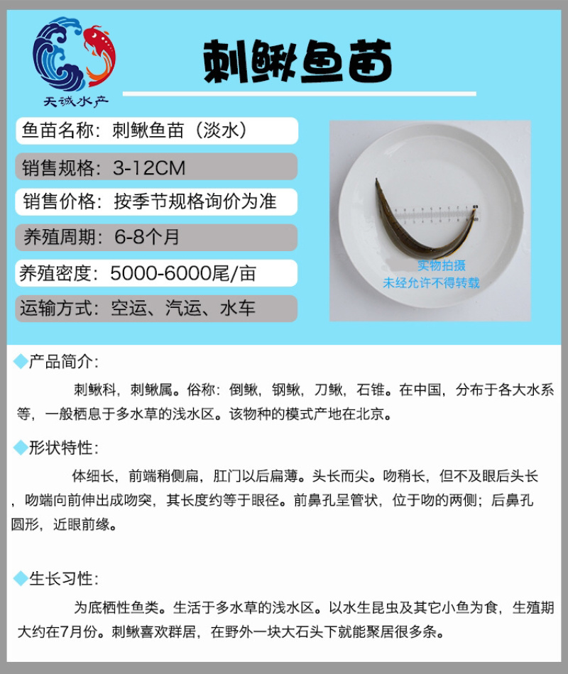 广东优质剌鳅鱼苗芝麻钜鱼苗刀鳅鱼苗石锥鱼苗钢鳅鱼苗