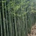 四季青竹子，用途工程绿化批量大