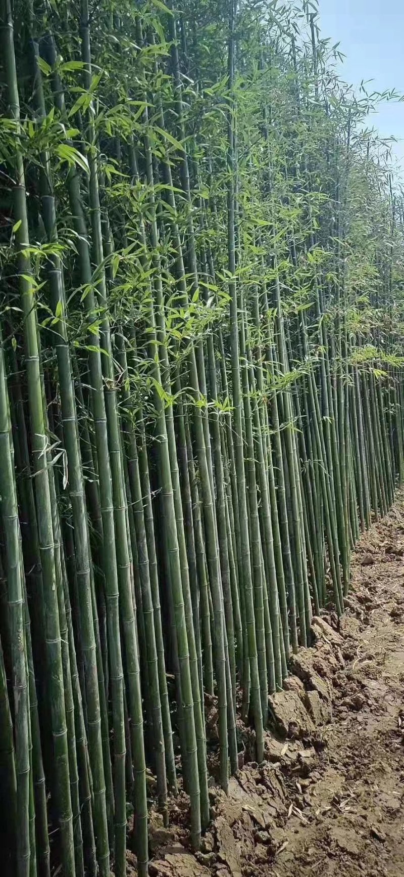 四季青竹子，用途工程绿化批量大