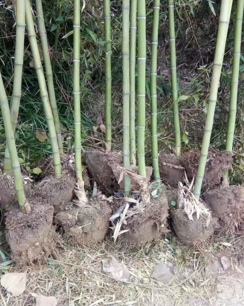 四季青竹子，用途工程绿化批量大