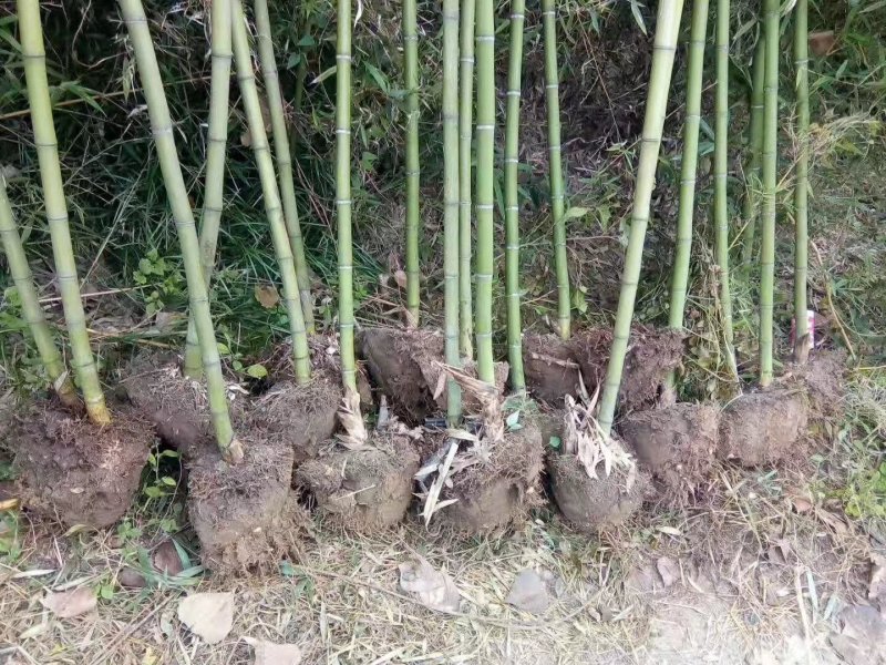 四季青竹子，用途工程绿化批量大