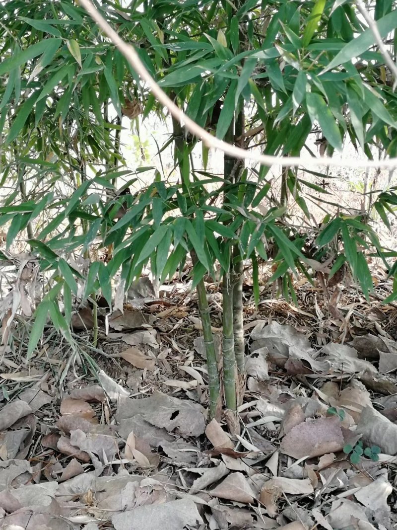 四季青竹子，用途工程绿化批量大