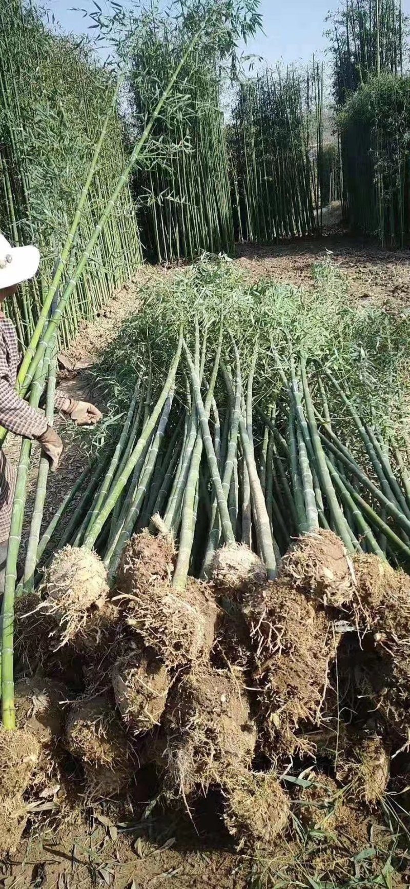 四季青竹子，用途工程绿化批量大