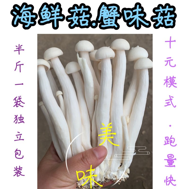 海鲜菇蟹味菇十元模式低价批发量大从优