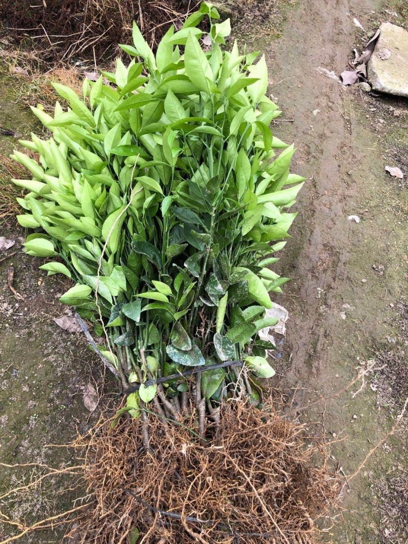 沃柑苗品种纯正果味纯甜