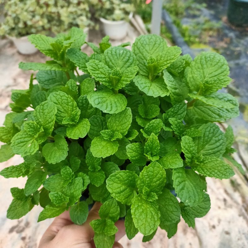 绿植植物薄荷盆栽