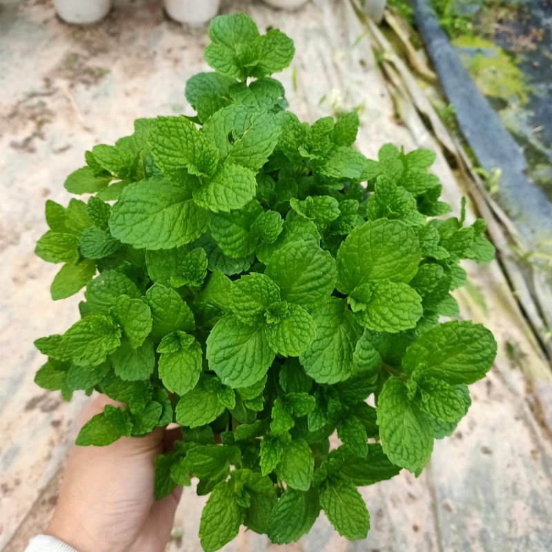 绿植植物薄荷盆栽